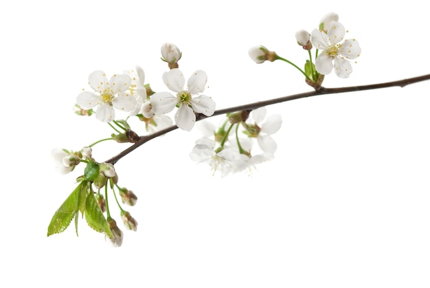 Photo cherry flowers and buds isolated on white