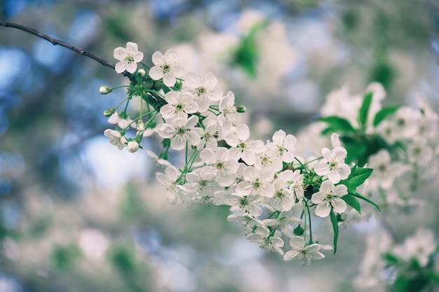 Cherry flowers frame