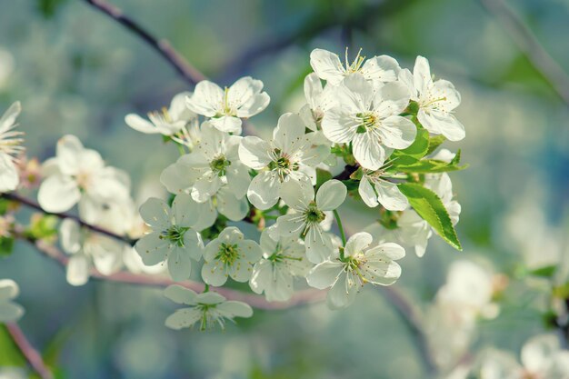 Cherry flowers frame