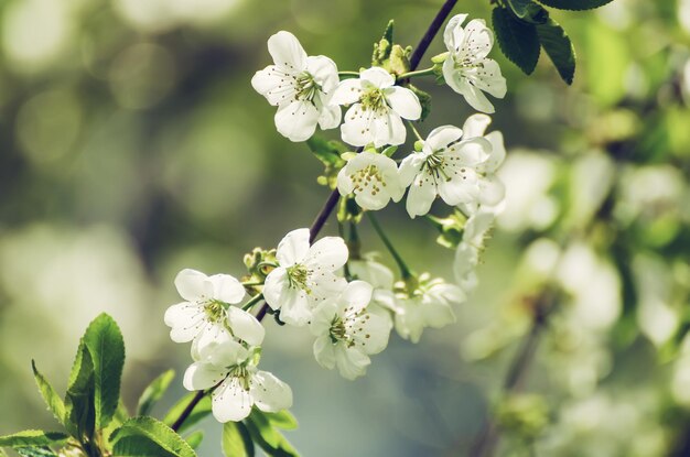 Cherry flowers frame