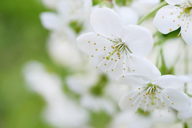 Cherry flowers frame