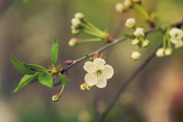 Cherry flowers frame