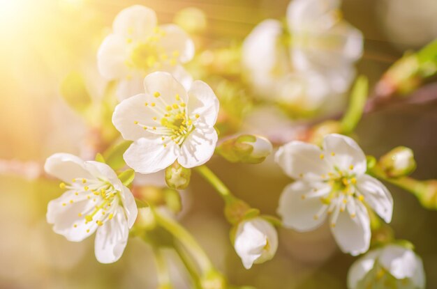 Cherry flowers frame