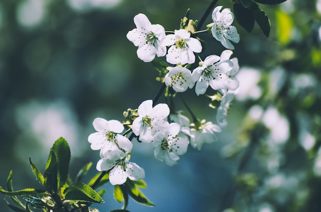 Cherry flowers frame