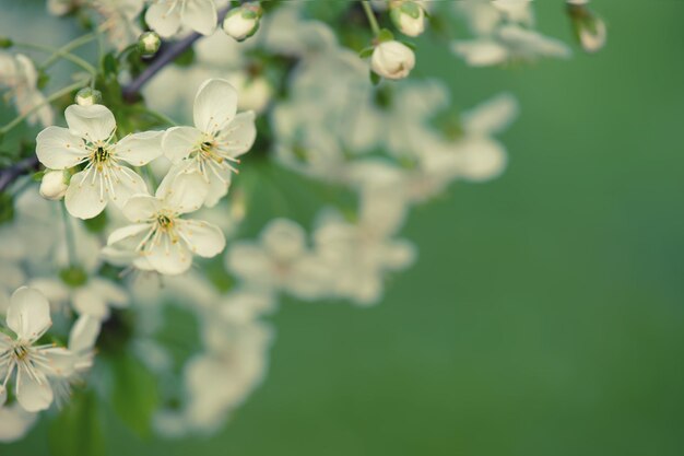 Cherry flowers frame