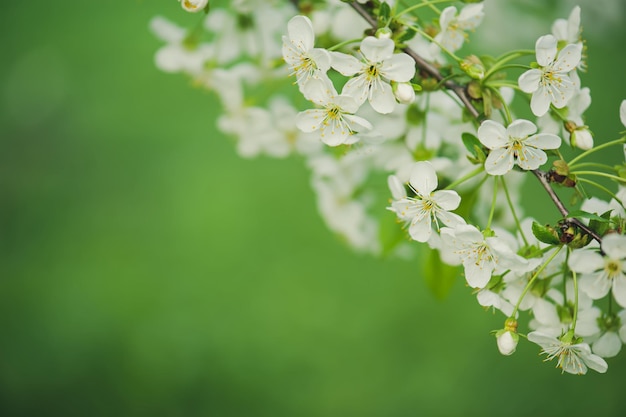 Cherry flowers frame