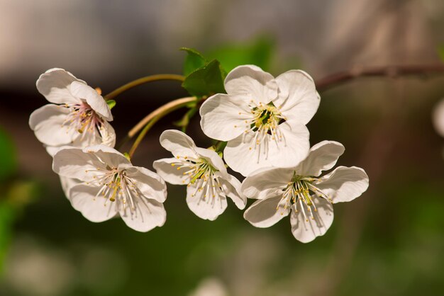 Cherry flowers frame