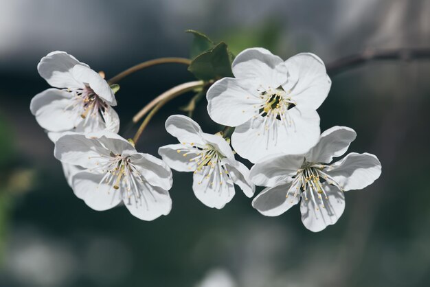 Cherry flowers frame