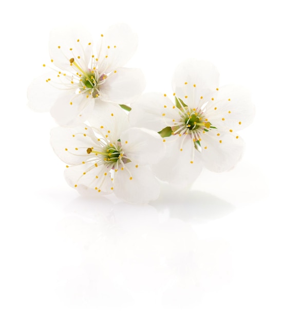 Cherry flowers isolated