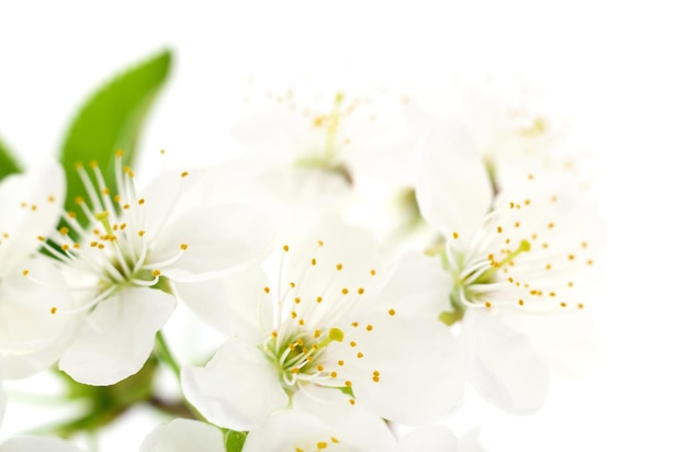 Cherry flowers isolated