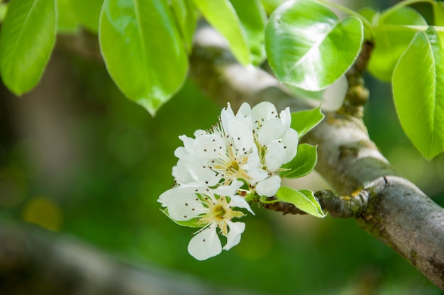 Cherry flowers in macro view 4