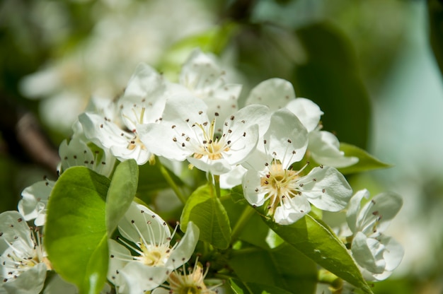 Cherry flowers in macro view