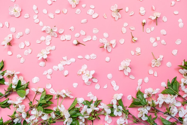 Cherry flowers on pink background with copy space.