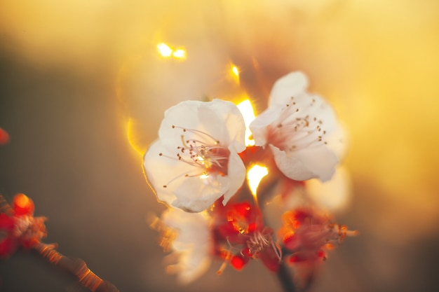 Cherry flowers shot with soft focus lens looks like watercolor painting