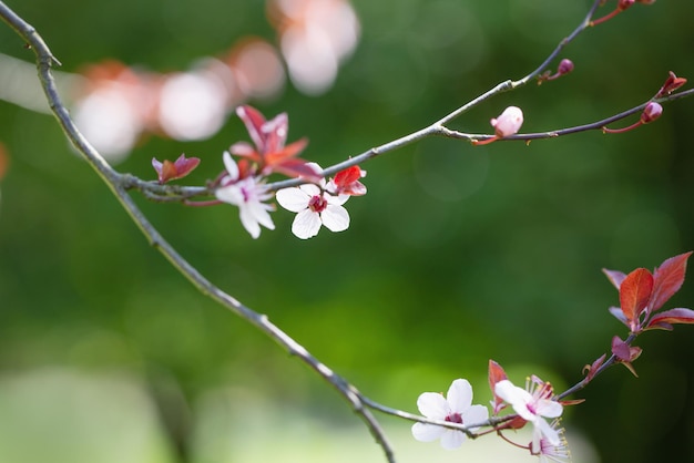 春の庭で日光に桜の花