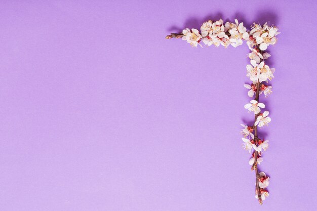 Cherry flowers on violet paper background