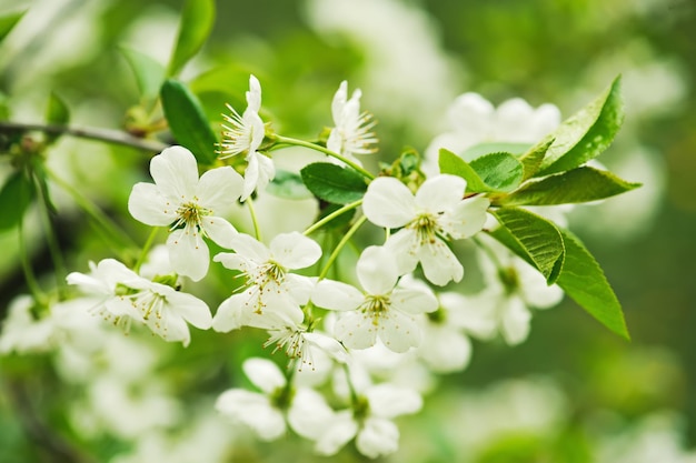 Cherry flowers