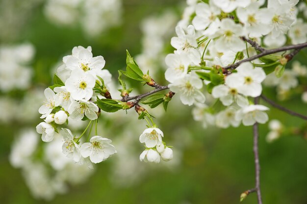 桜の花