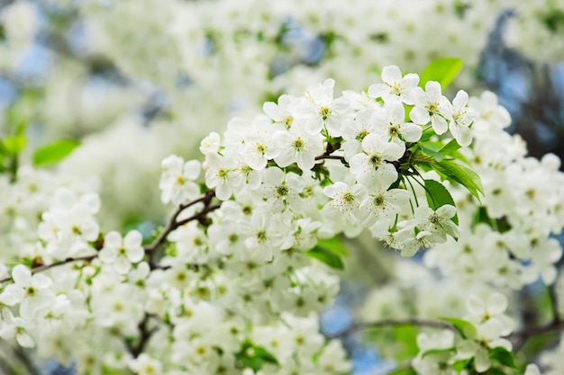 桜の花