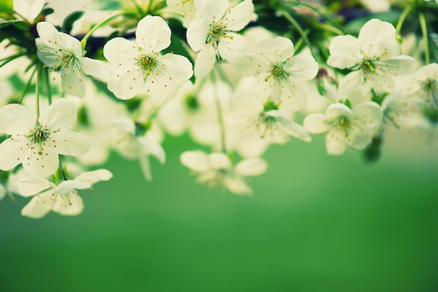 Cherry flowers