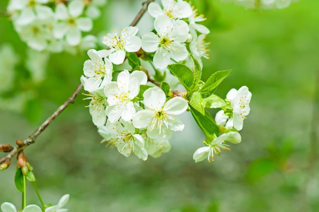 Cherry flowers