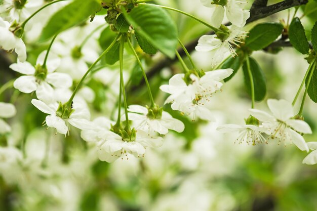 桜の花