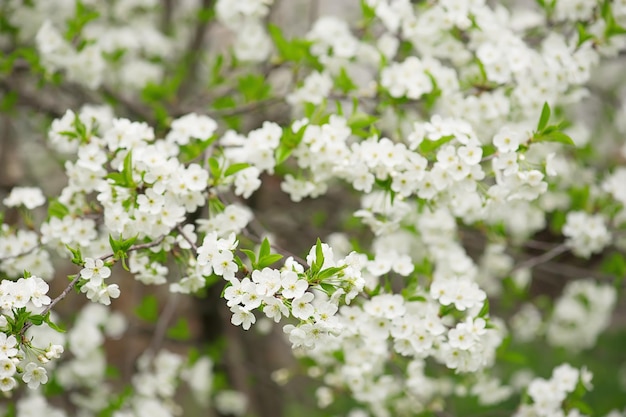 桜の花