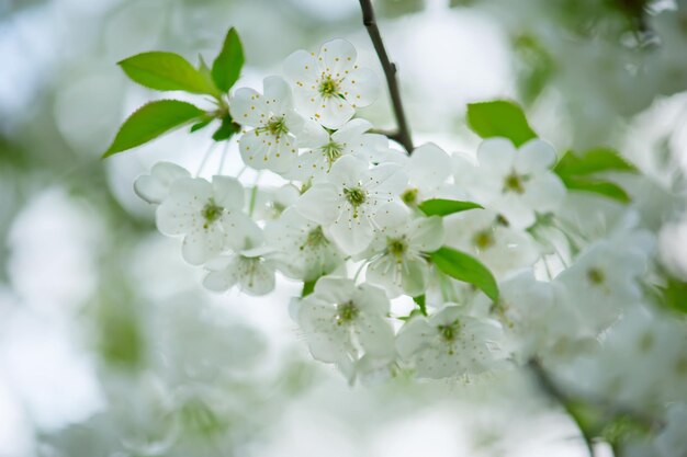 Cherry flowers