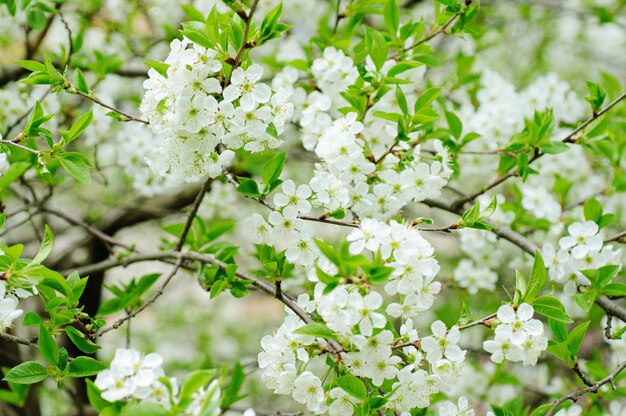 Cherry flowers