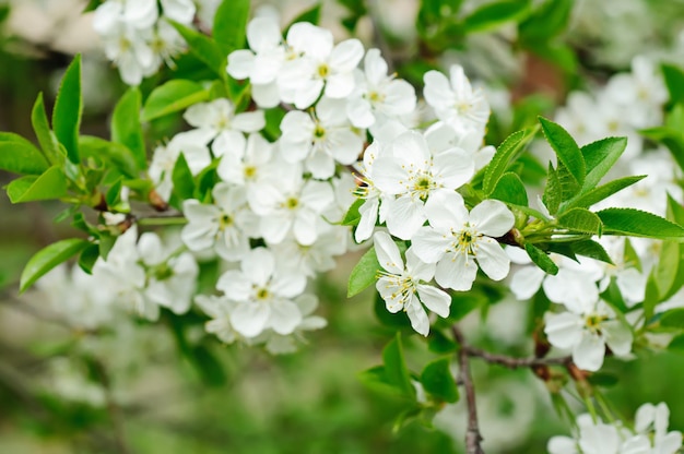 Cherry flowers