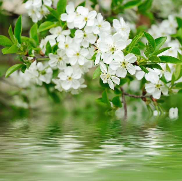 Cherry flowers