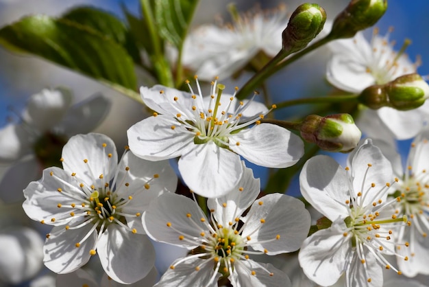 Cherry fruit trees blooming in spring