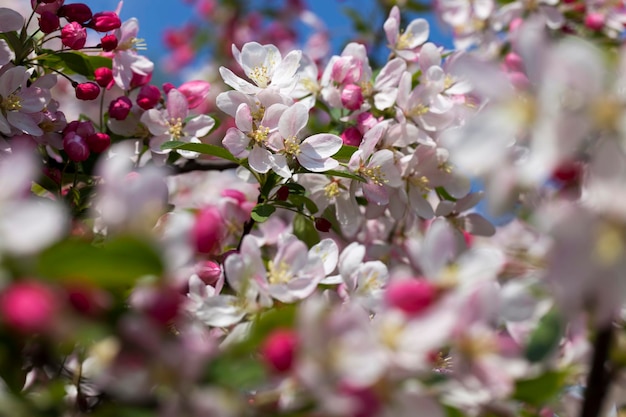 Cherry fruit trees blooming in spring