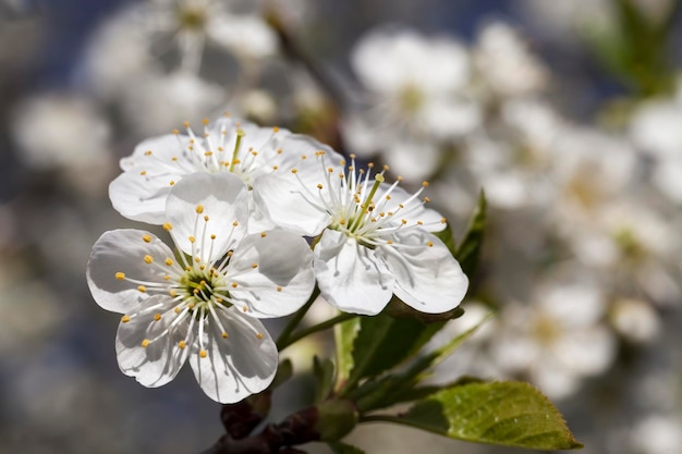 Cherry fruit trees blooming in spring