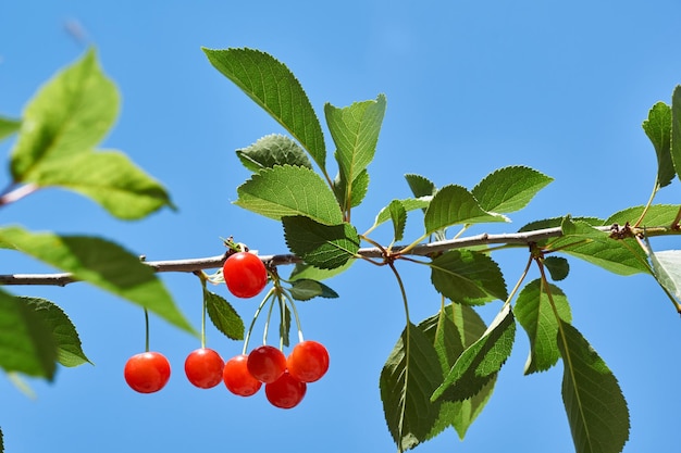Foto frutti di ciliegio su uno sfondo di cielo blu e foglie verdi. la ciliegia sta maturando in giardino.