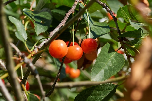 Cherry fruits on a background of blue sky and green leaves. The cherry is ripening in the garden.