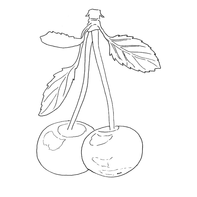 Cherry fruits isolate with leaves graphic drawing botanical illustrations for labels tattoo art