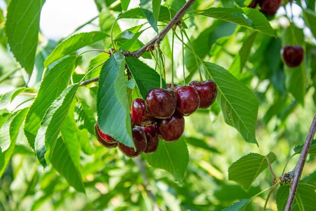 Плоды вишни на ветвях деревьев. Крупным планом фото вкусных спелых вишен. Сельское хозяйство и урожай