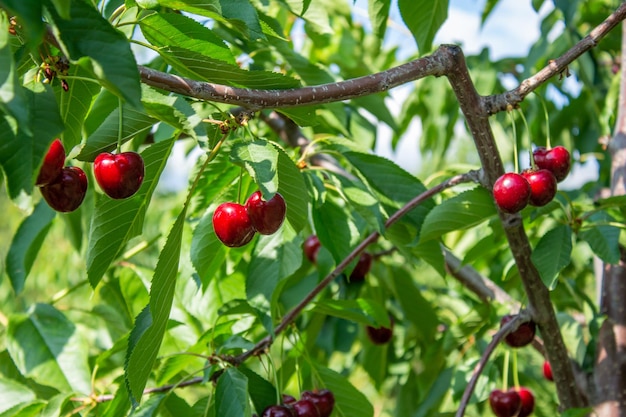 Cherry fruits on tree branches. Closeup photo of tasty ripe cherries.