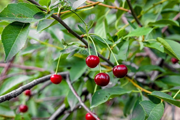 Photo cherry fruits on a tree harvest closeup outdoors