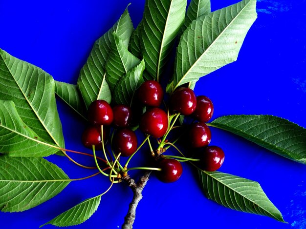 Cherry fruits