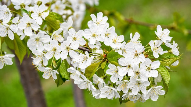 The cherry has blossomed Beautiful spring cherry flowers in the garden Gardening