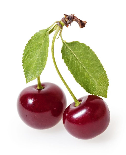 Cherry isolated on white background with clipping path