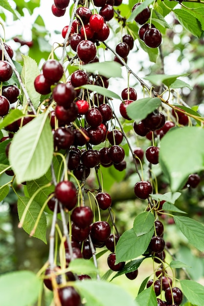 Cherry juicy fruits on tree in orchard