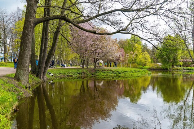 Cherry kersenbloesems aan de oever van het meer in het park