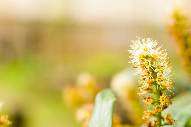 Cherry laurel close-up and macro, blossom plant