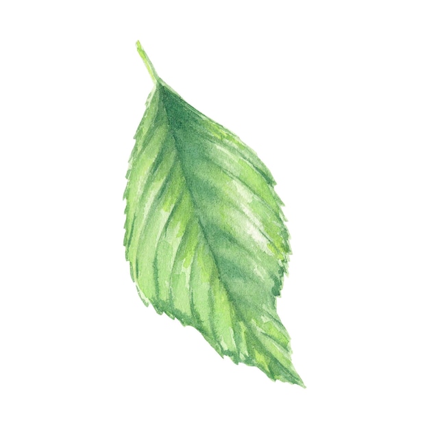 Cherry leaf isolate, cherry leaves watercolor botanical illustrations for labels, menus, logo