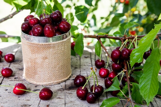 Cherry mand. kersenboomtak. verse rijpe kersen. zoete kersen in de tuin