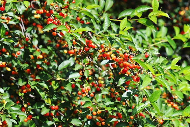 The Cherry Orchard Cherry harvest