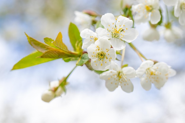 青い空の背景に白い花と葉を持つ桜と梨の枝